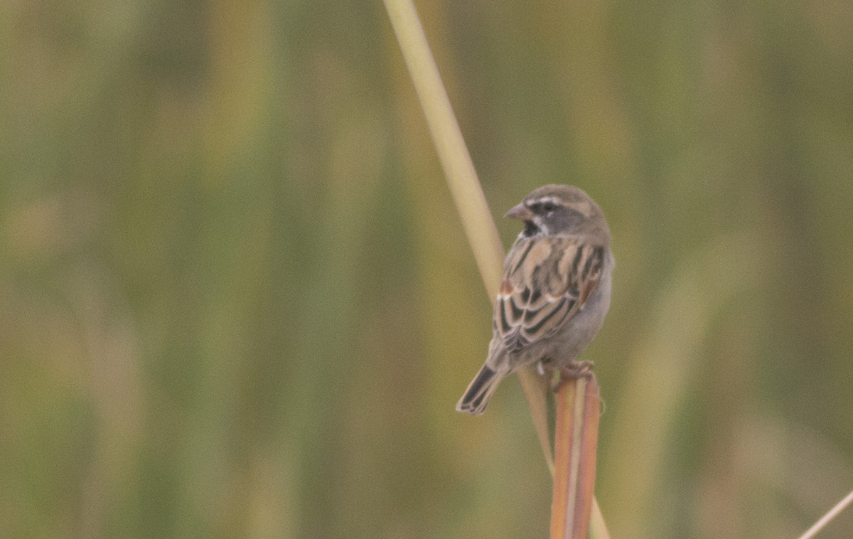 Dead Sea Sparrow